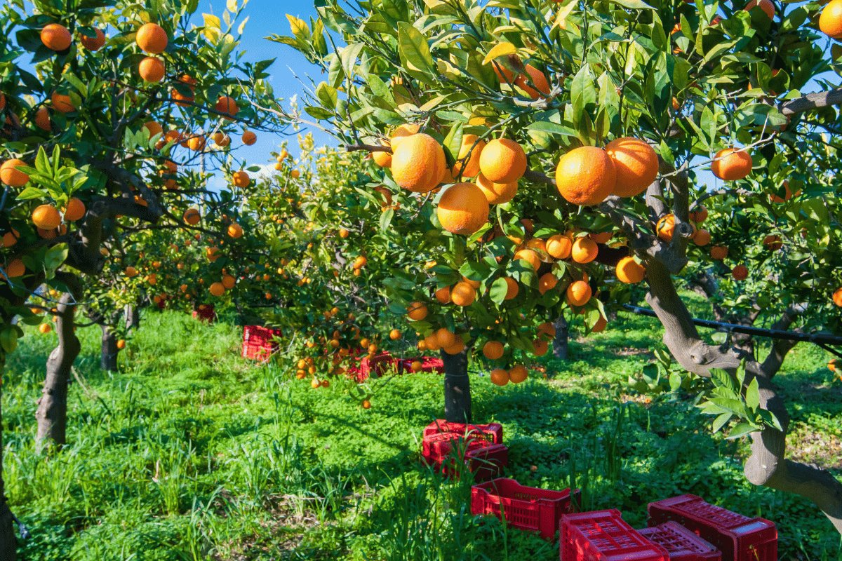 Citrus Fruits